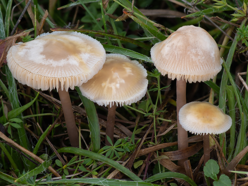 Mycena luteovariegata